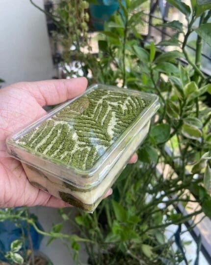 Matcha Tiramisu